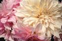 Our coveted cafe au lait dahlias from the farm