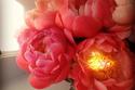 Coral charm peonies in the fading light