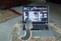 The EDM DJ Squirrel! No, he can't edit the beat grid. :-)