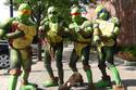 The Fighting Turtles